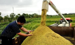 稻谷加工中抛光和研磨的必要步骤